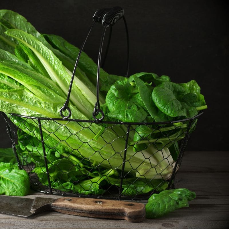Romaine Lettuce