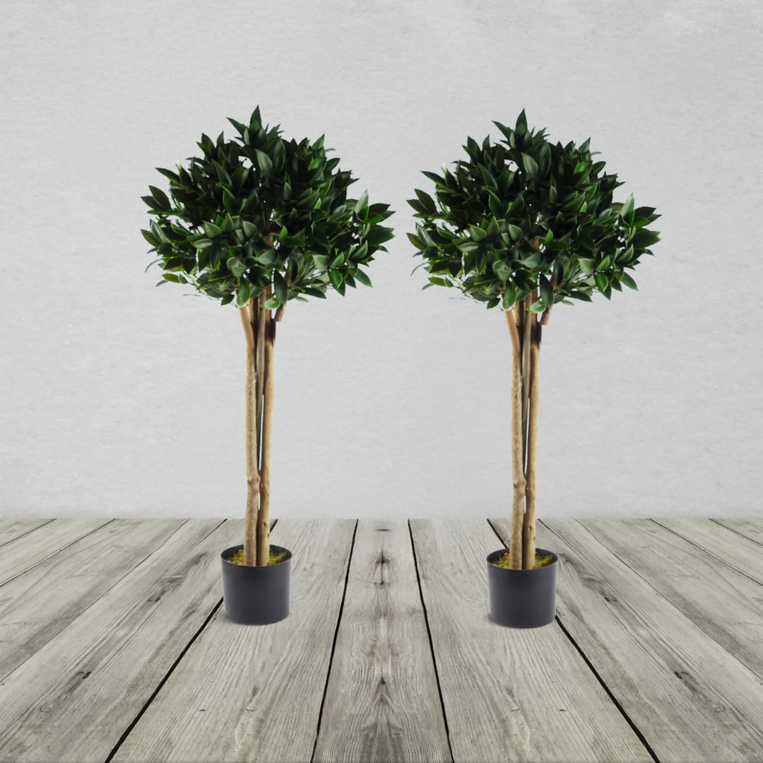 Pair of Bay Laurel Topiary Trees